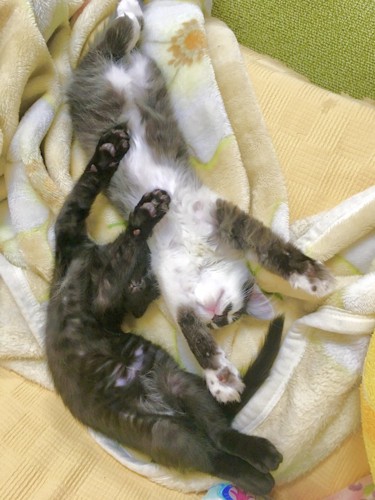 仰向けの子猫たち