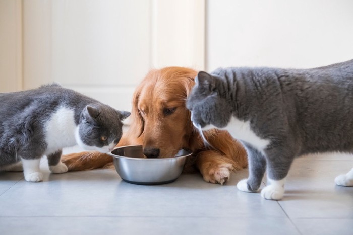 猫と犬