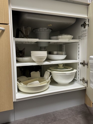 食器棚のくぅちゃん