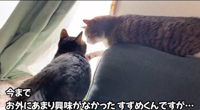 パンチをする猫