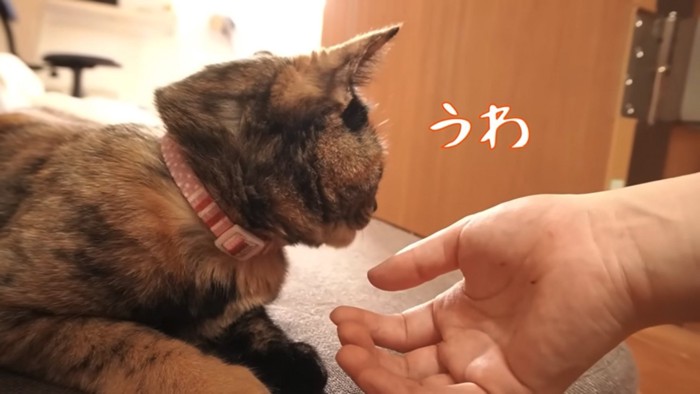 顔を背ける猫