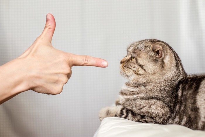 銃の形をした人の手を見つめる猫