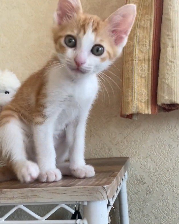 きょとんとする猫