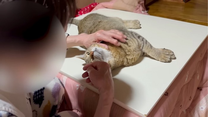 ばあばを見つめる猫