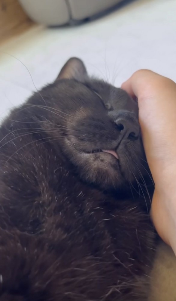 顔を撫でられて眠る猫の写真1