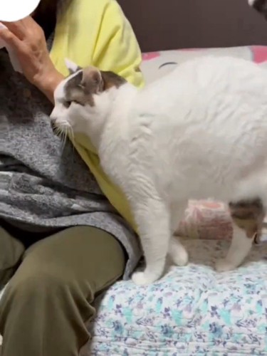 人にスリスリする猫