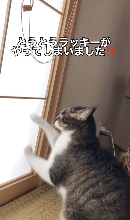 障子を引っ掻く猫