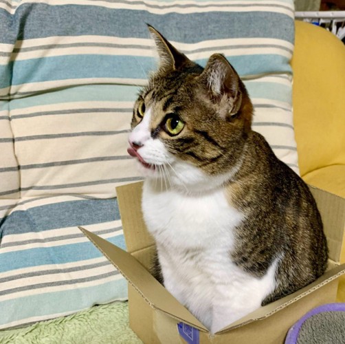舌を出す猫