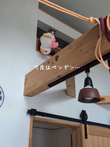 ぬいぐるみをくわえる猫