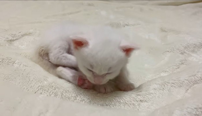 眠っている子猫