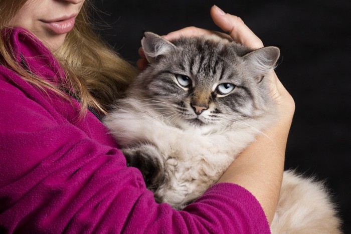 女性に抱っこされる猫