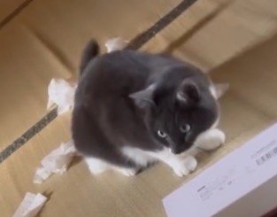 ティッシュで遊ぶ赤ちゃんを見つめる猫