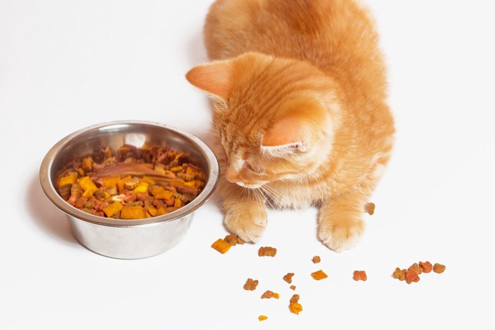 フードをこぼして食器を見つめる猫