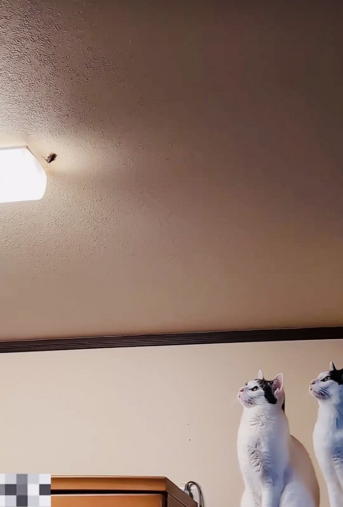 天井を這うGを見上げる2匹の白黒猫