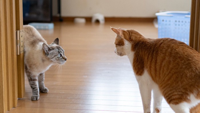 互いを警戒する2匹の猫