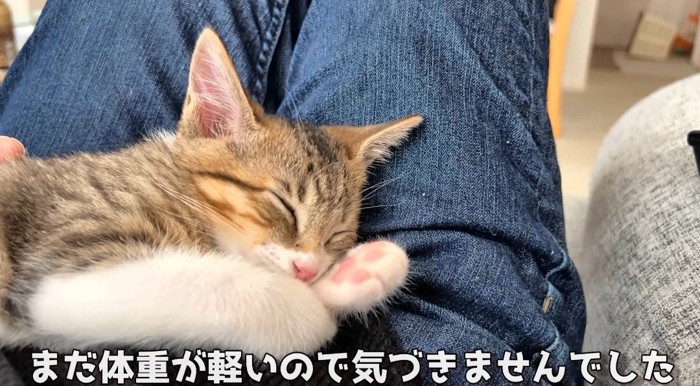 寝ている猫