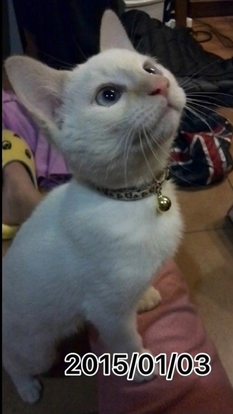 上を見る子猫