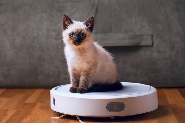 掃除機に乗る子猫