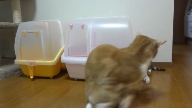 振り返る猫