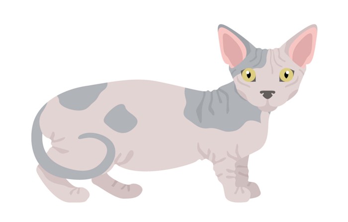 こちらを見るミンスキンのイラスト
