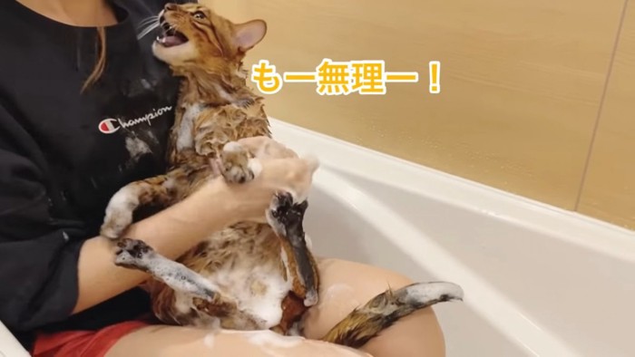 抱っこされる泡だらけの猫