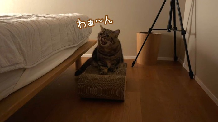 爪とぎの上でわぁ〜ん