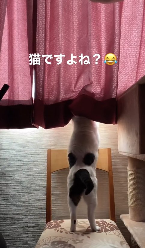 後ろ足で立ち上がってカーテンの裏に顔を突っ込む猫