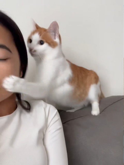 猫パンチする猫