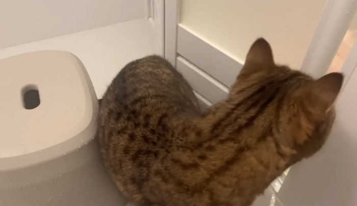 外に出たがる猫