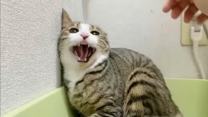 威嚇する猫