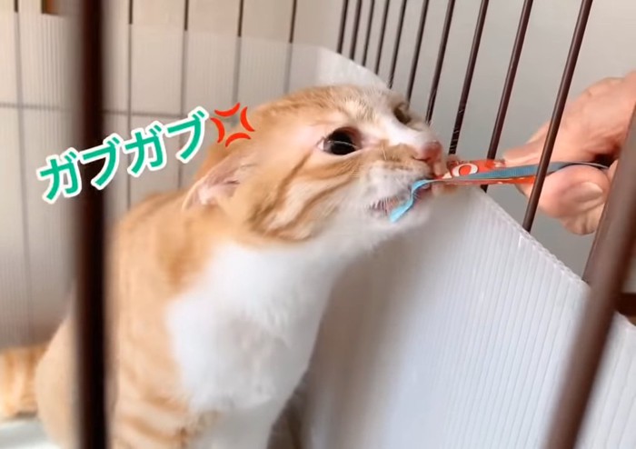 おやつを食べる猫