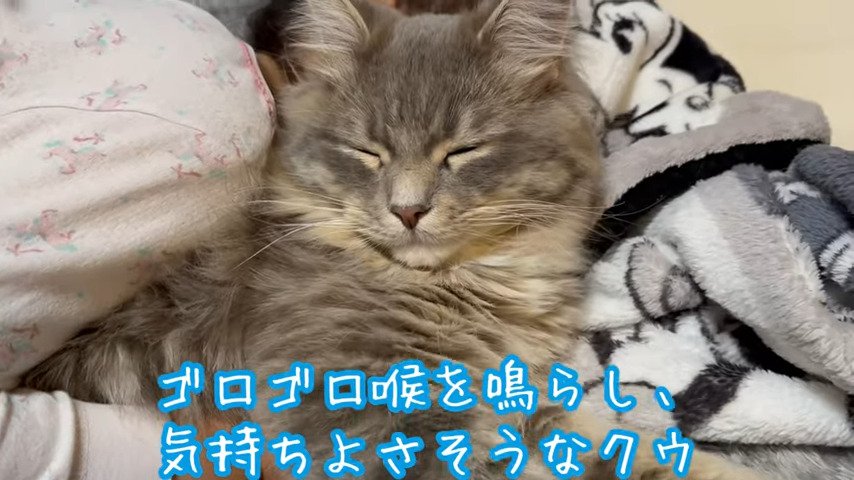 抱っこされながら目をつぶる猫