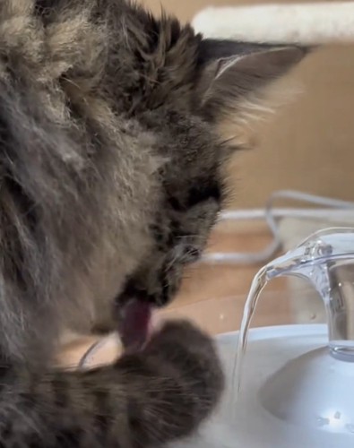 水を飲むスンスンちゃん