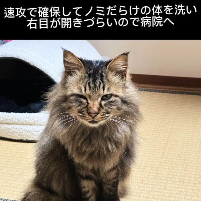 片目を細める猫