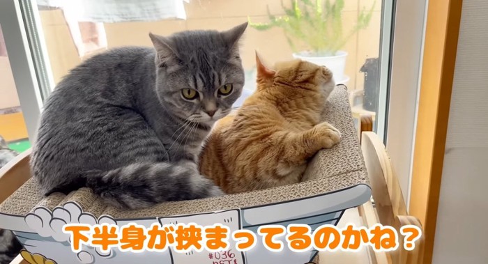 ベッドの中の猫