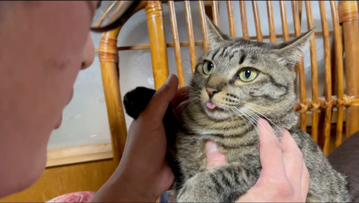 舌を出したまま男性の顔を見つめる猫