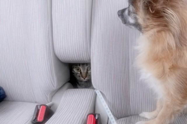 引きこもる猫
