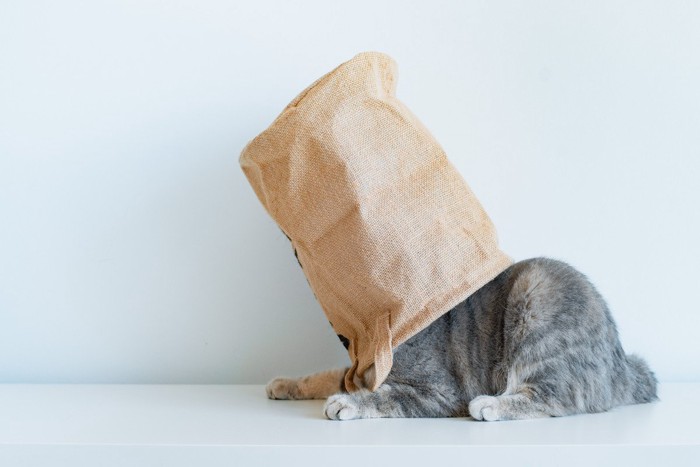 鈍臭い猫
