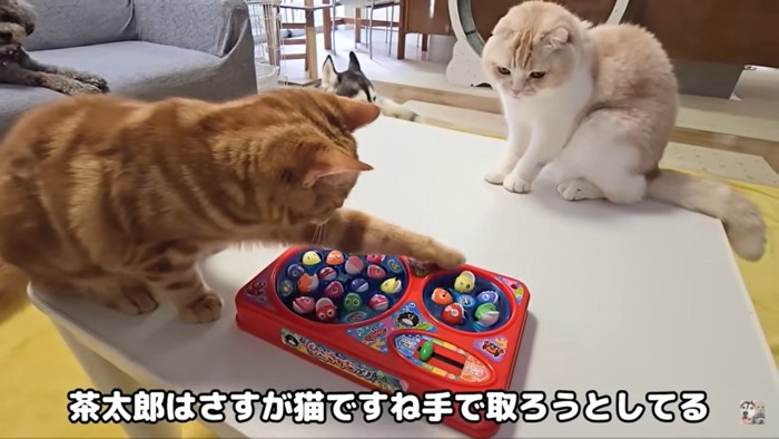 魚を狙う犬