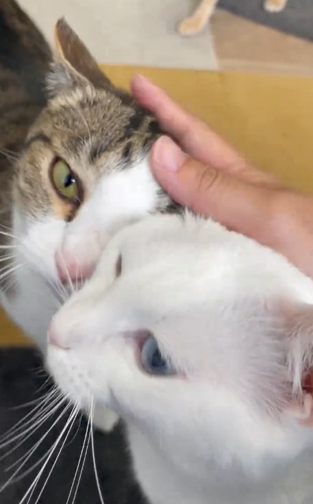 2匹一緒に頭を撫でられている猫たち