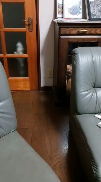 ドアの仕切りに前足を乗せる猫