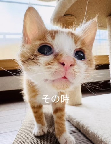 こちらに歩いてくる子猫