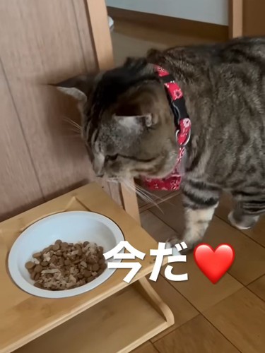 お皿に近づく猫