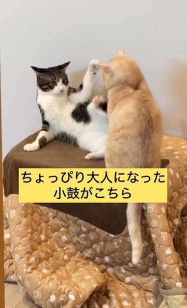 ケンカをしている2匹の猫