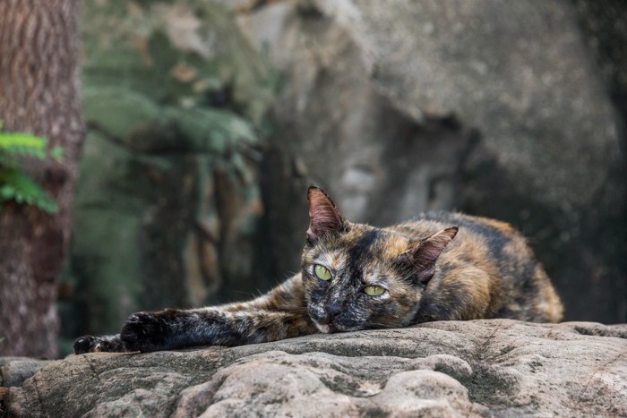 岩の上でくつろぐ猫