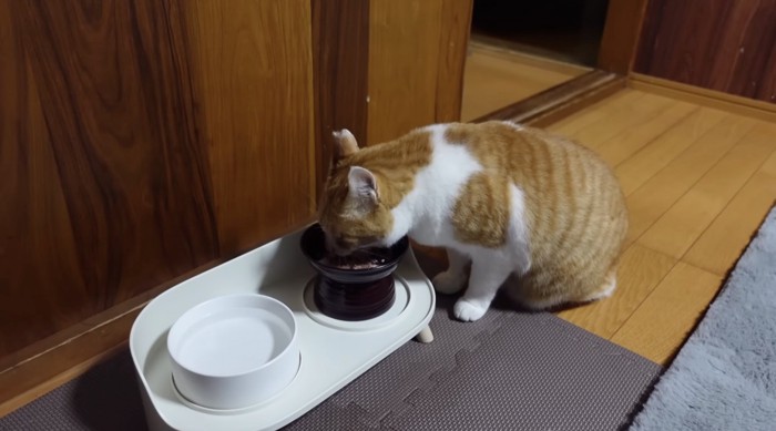 おやつを食べるチャチャ