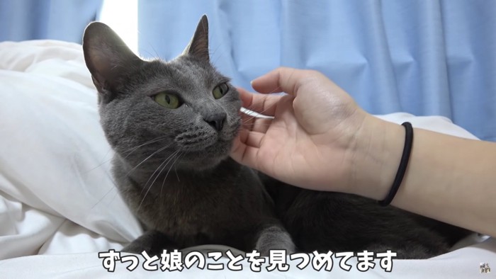 頬を撫でられる猫