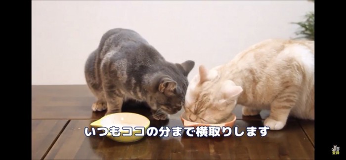 横取りしようとする猫