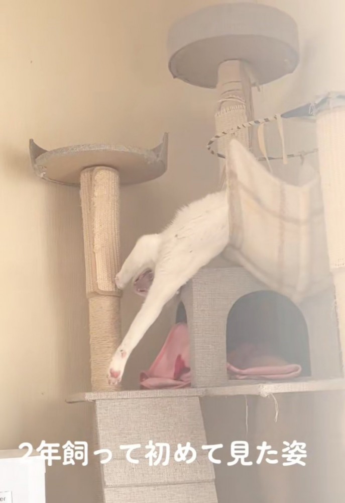あくびする猫
