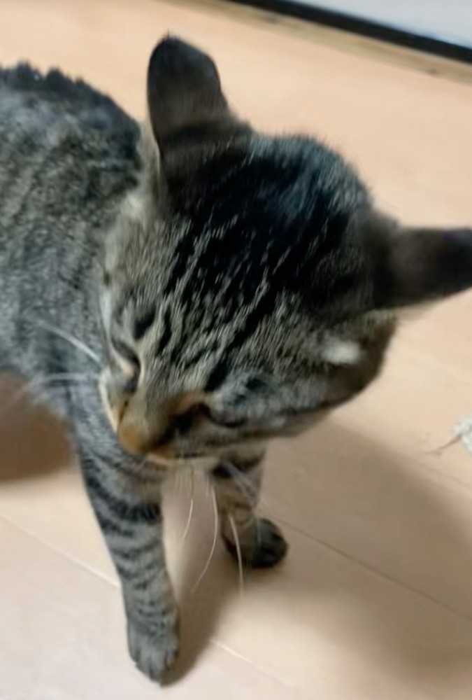 おとなしくなる猫